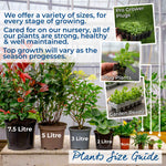 Cottage Garden Selection - 9cm Mixed Perennial Plants, Pollinator-friendly | 3 x 9cm | Multi