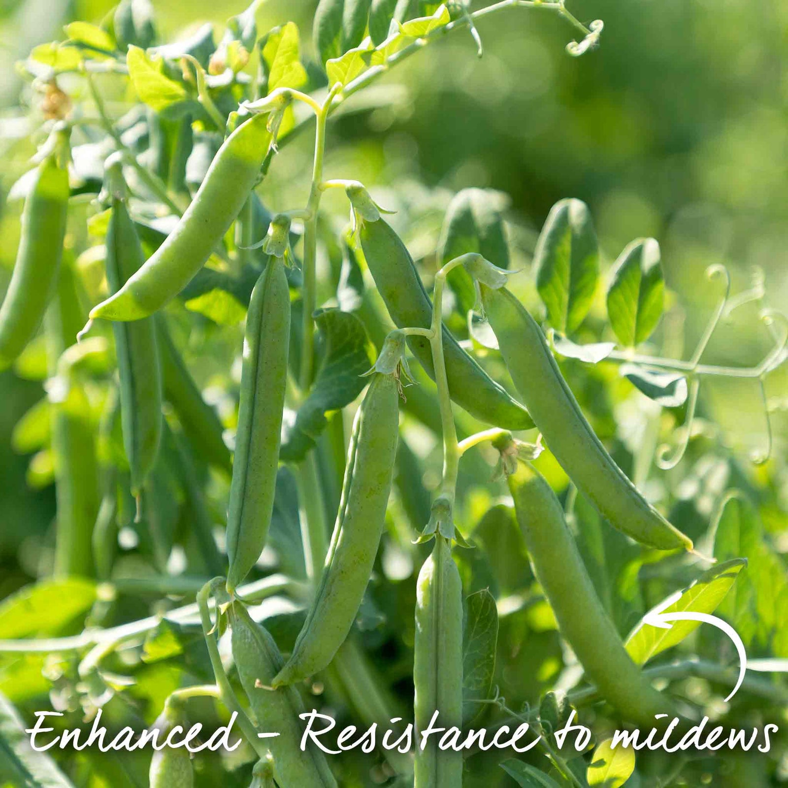 Petit Pois Pea 'flovert' Multi-sown | 12 x Plug Plants | Green