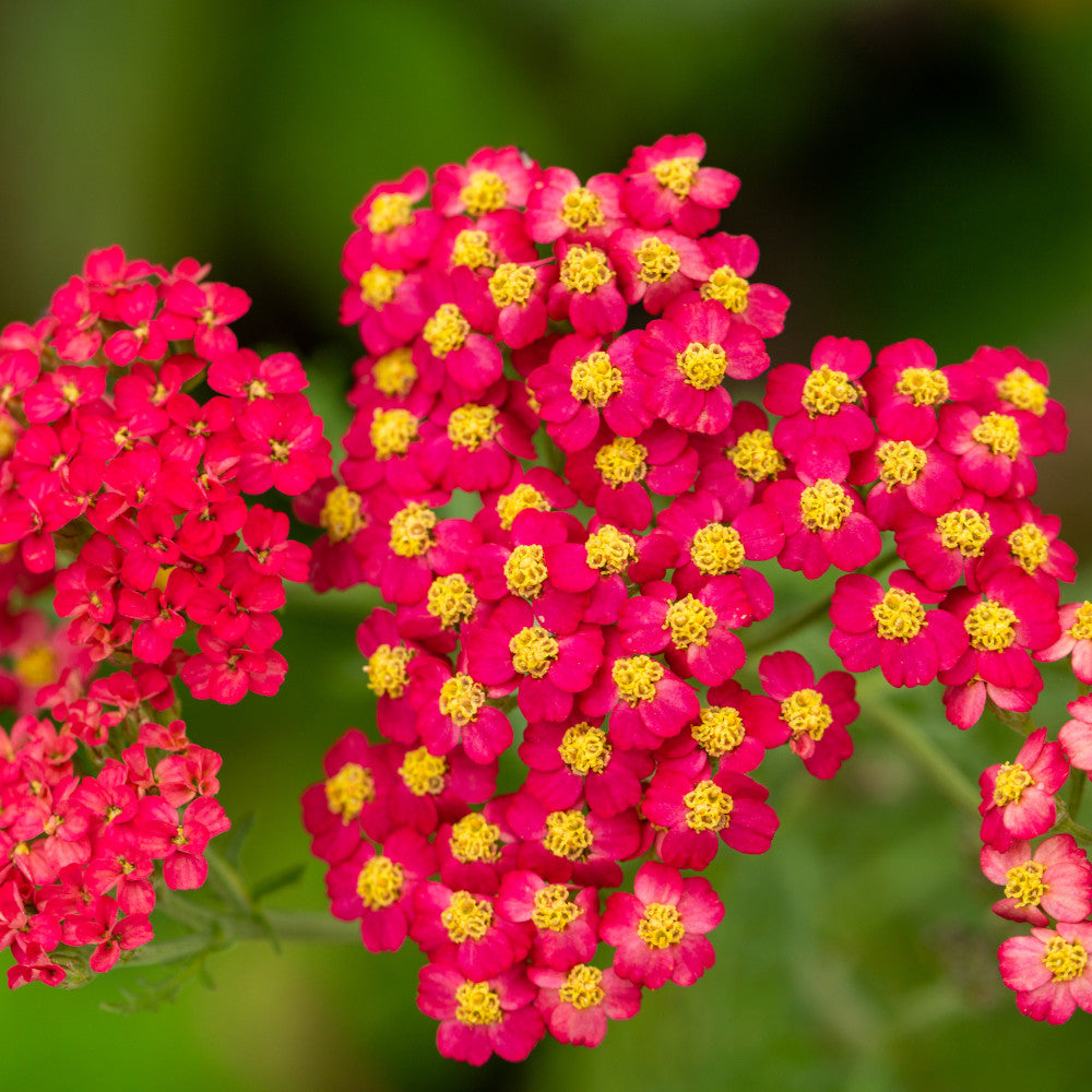 Achillea Millefolium Paprika - Set Of 3 Plants In 9cm Pots