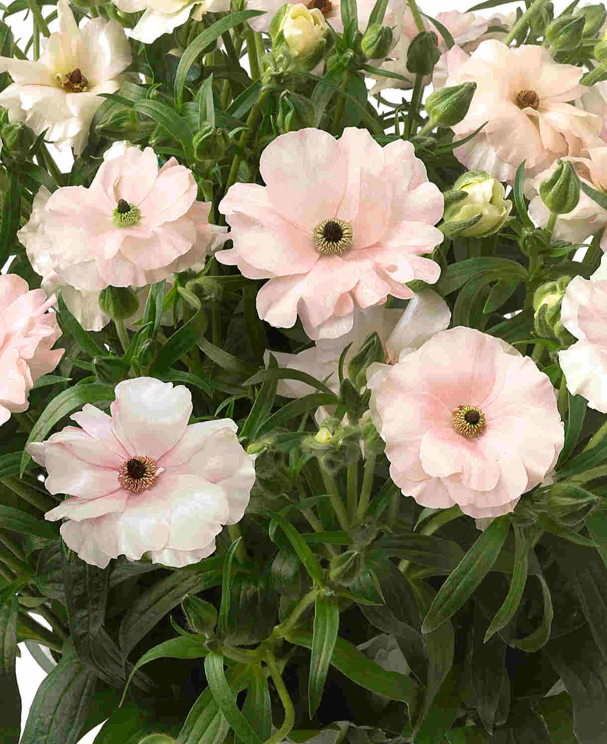 Ranunculus Butterfly Blush Collection - Tubers | Set-of-3 | Multi