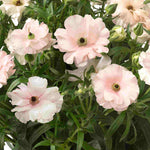 Ranunculus Butterfly 'ariadne' - Tubers | Set-of-3 | Pink