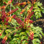 Hayloft Mahonia Cabaret - 1 X 9cm Pot