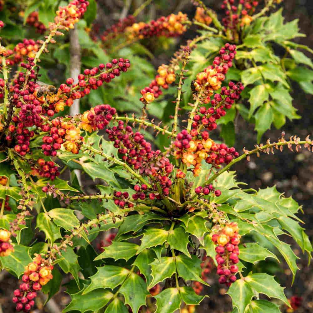 Hayloft Mahonia Cabaret - 1 X 9cm Pot