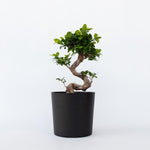 Curtain Fig - 2 Pcs. - Ficus Microcarpa 'ginseng' - Height 55-65cm - ⌀20cm | Set of 2 | Green