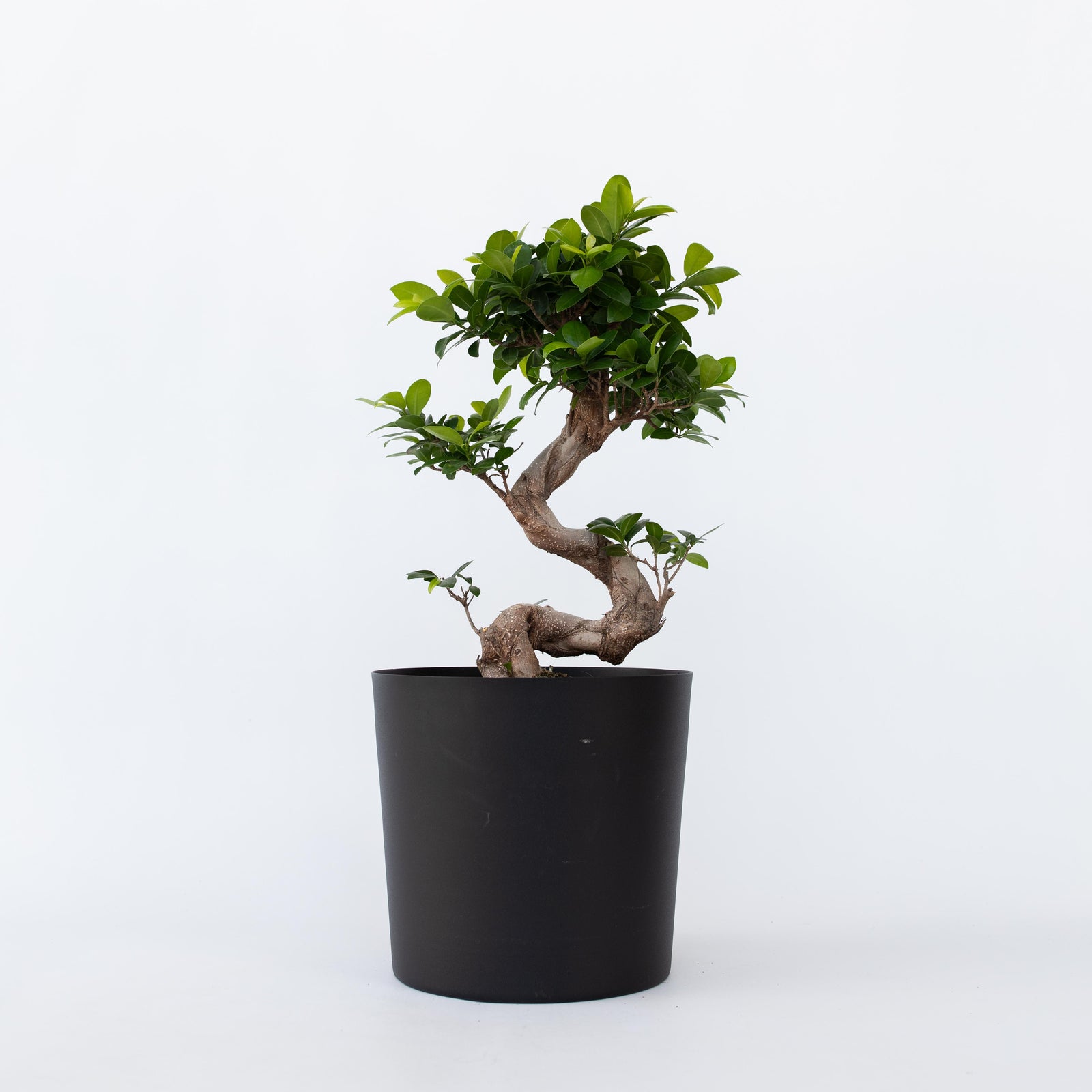 Curtain Fig - 2 Pcs. - Ficus Microcarpa 'ginseng' - Height 55-65cm - ⌀20cm | Set of 2 | Green
