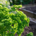 Parsley 'moss Curled' Plant 35 Cm Biennial | 3 x Plug Plants | Green