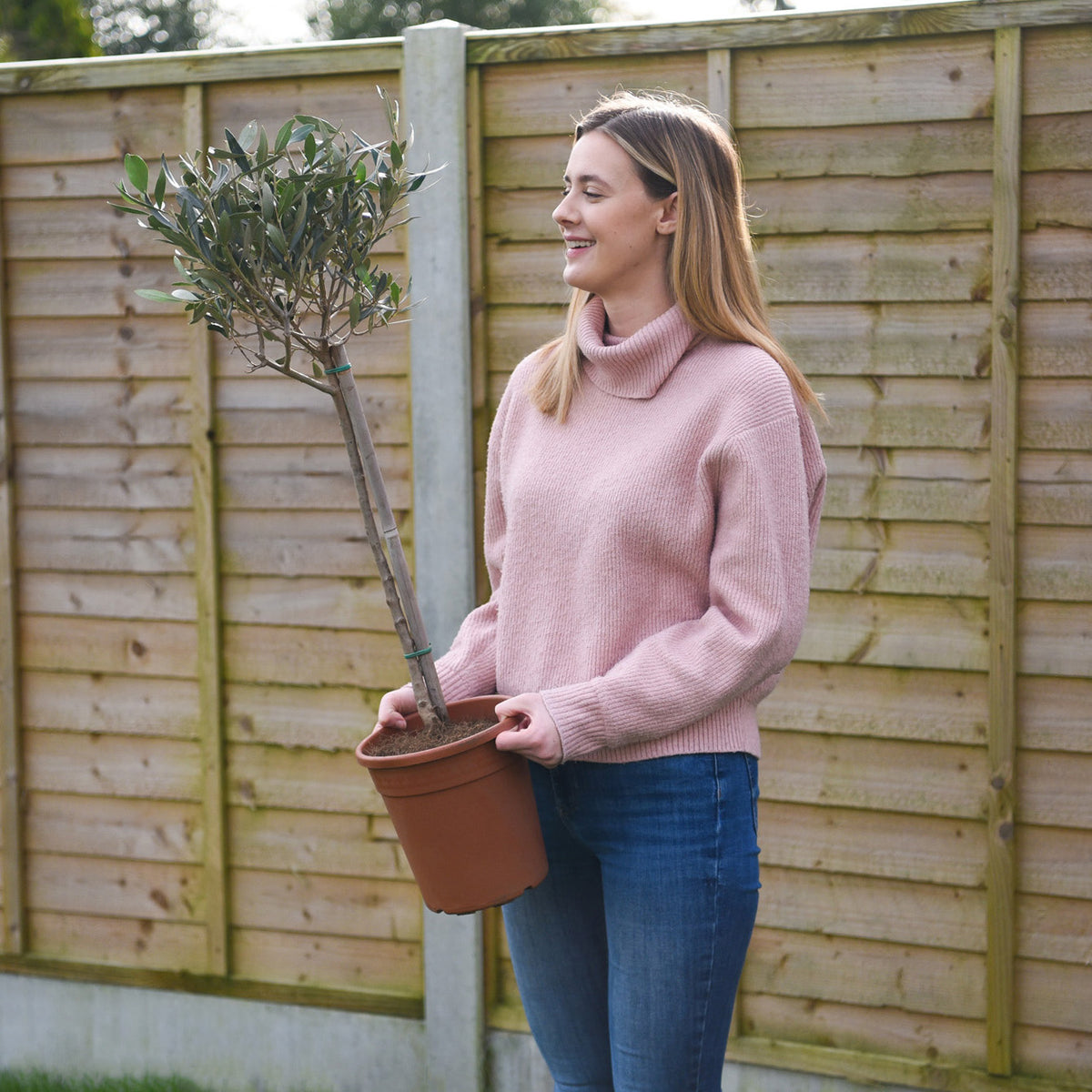 Standard Olive Tree 18cm Potted Plant | Set of 1