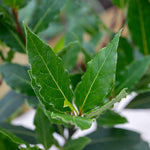 Kitchen Bay Tree – Evergreen Culinary Bay Laurel For Containers | Set of 1