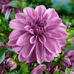 Dahlia 'lilac Time' (dinnerplate Tuber) | 5 x Tubers | Pink & Purple
