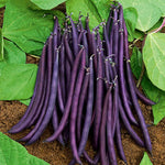 Dwarf Amethyst French Bean Plants | 12 x Garden Ready Plants | Multi
