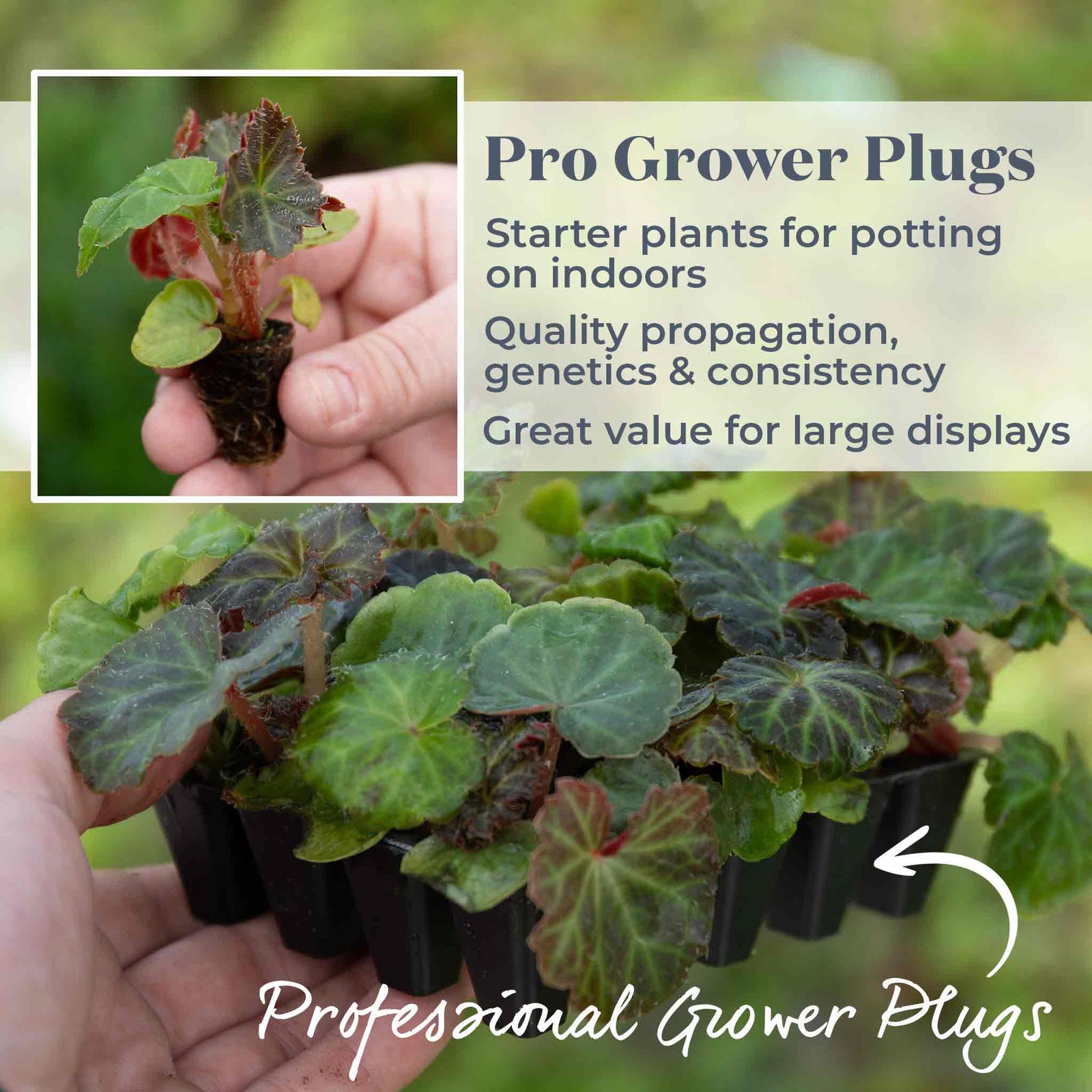 Begonia 'illumination Apricot Mix' - Apricot & Lemon Cascading Blooms 30cm | 20 x Pro Grower Plugs | Yellow