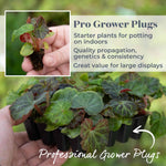Begonia 'illumination Apricot Mix' - Apricot & Lemon Cascading Blooms 30cm | 60 x Pro Grower Plugs | Yellow