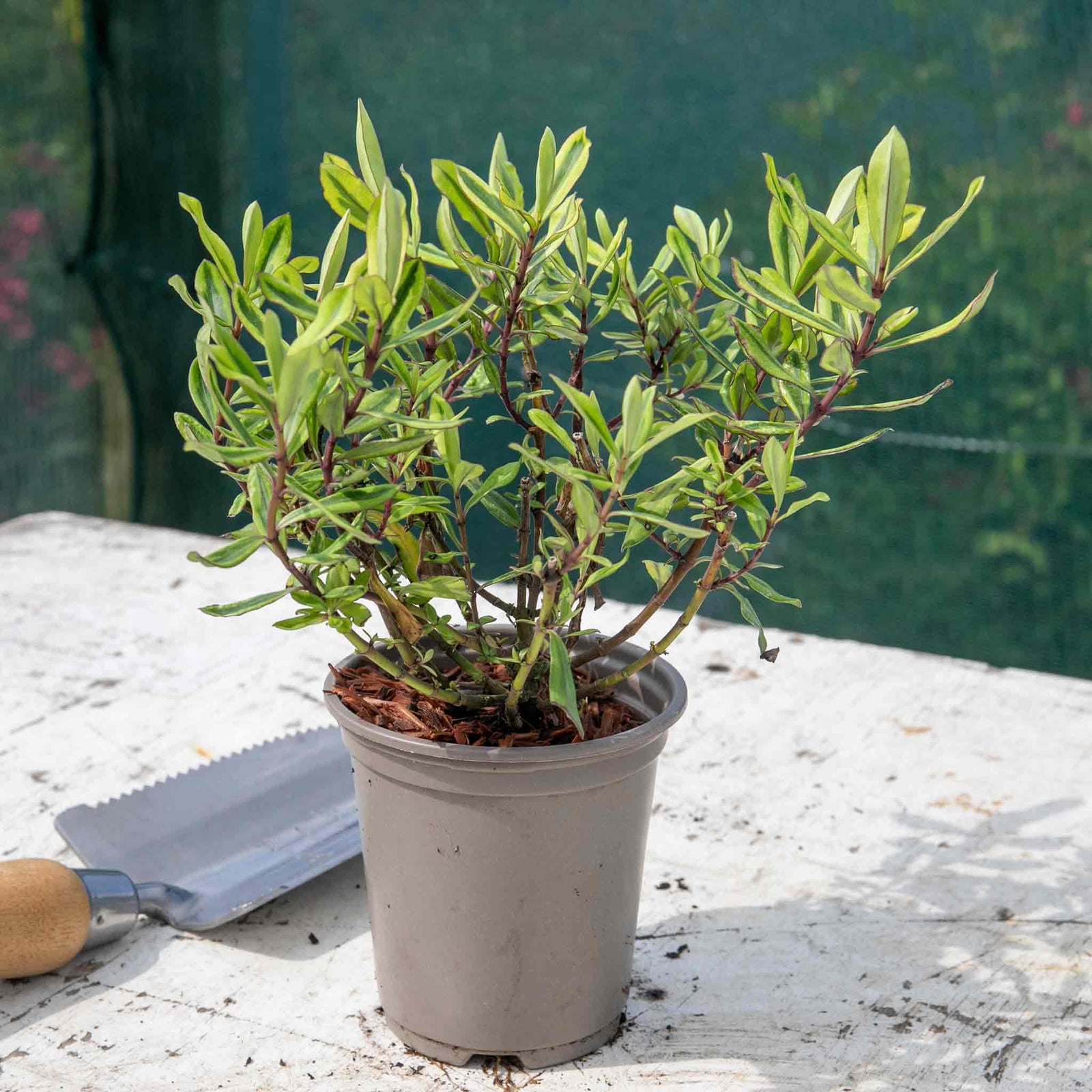 Hebe 'wiri Celebration' Variegated Evergreen Shrub With Pink Flowers | 1 x 9cm | Green & Pink