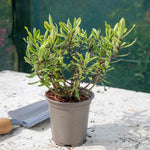 Hebe 'wiri Celebration' Variegated Evergreen Shrub With Pink Flowers | 1 x 3L | Green & Pink