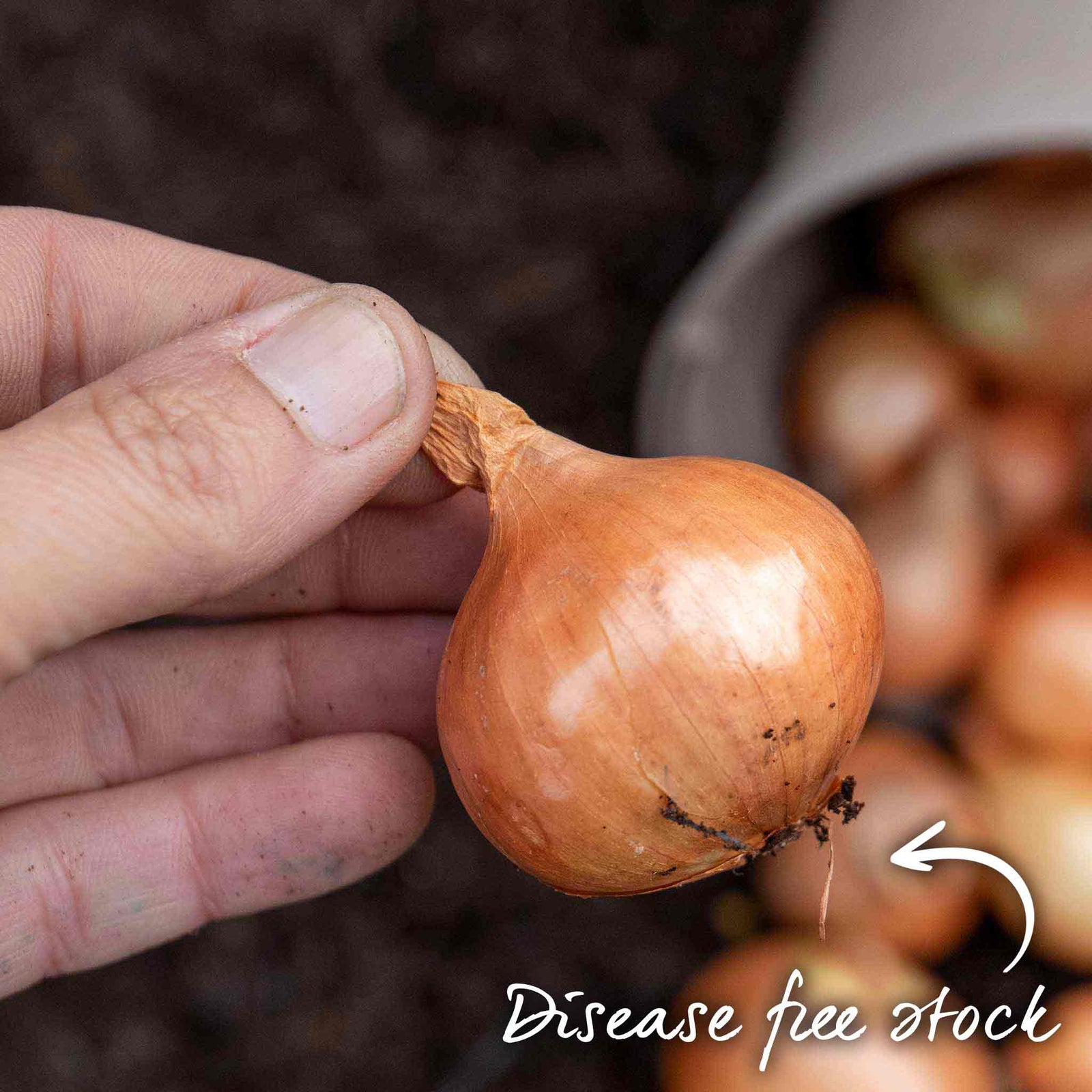 Golden Gourmet Shallot Sets | Set of 15