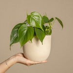Chinese Money Plant - 2 Pcs. - Peperomia Polybotrya - Height 20-30cm - ⌀12cm | Set of 2 | Green