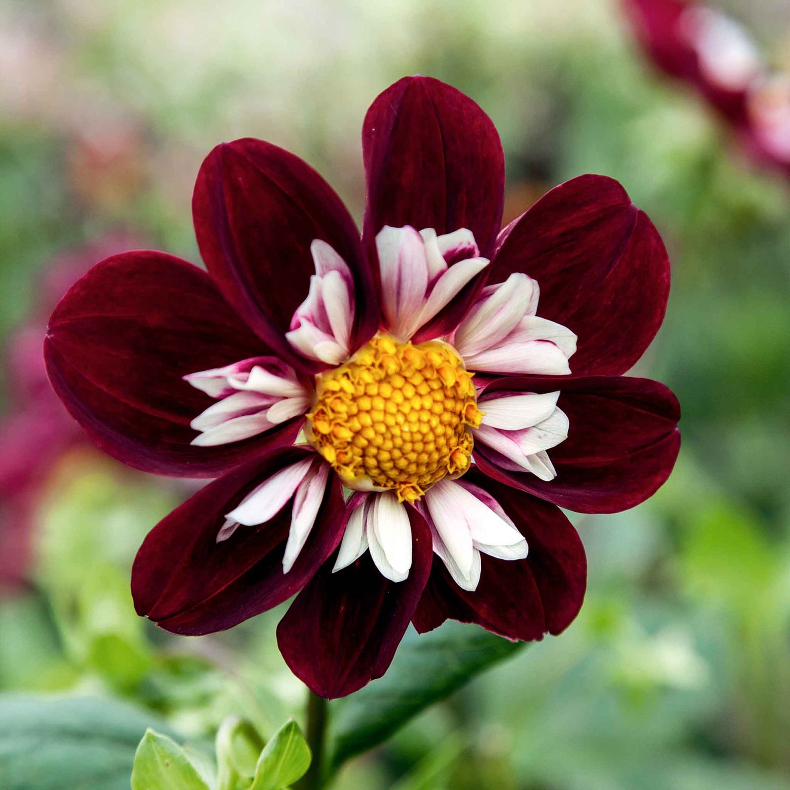Dahlia 'mary Evelyn' Tuber, Red And White Collarette, 60-90cm | 1 x Bulb | Pink