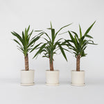 Common Yucca - 3 Pcs. - Yucca Elephantipes - Height 50-60cm - ⌀14cm | Set of 3 | Green