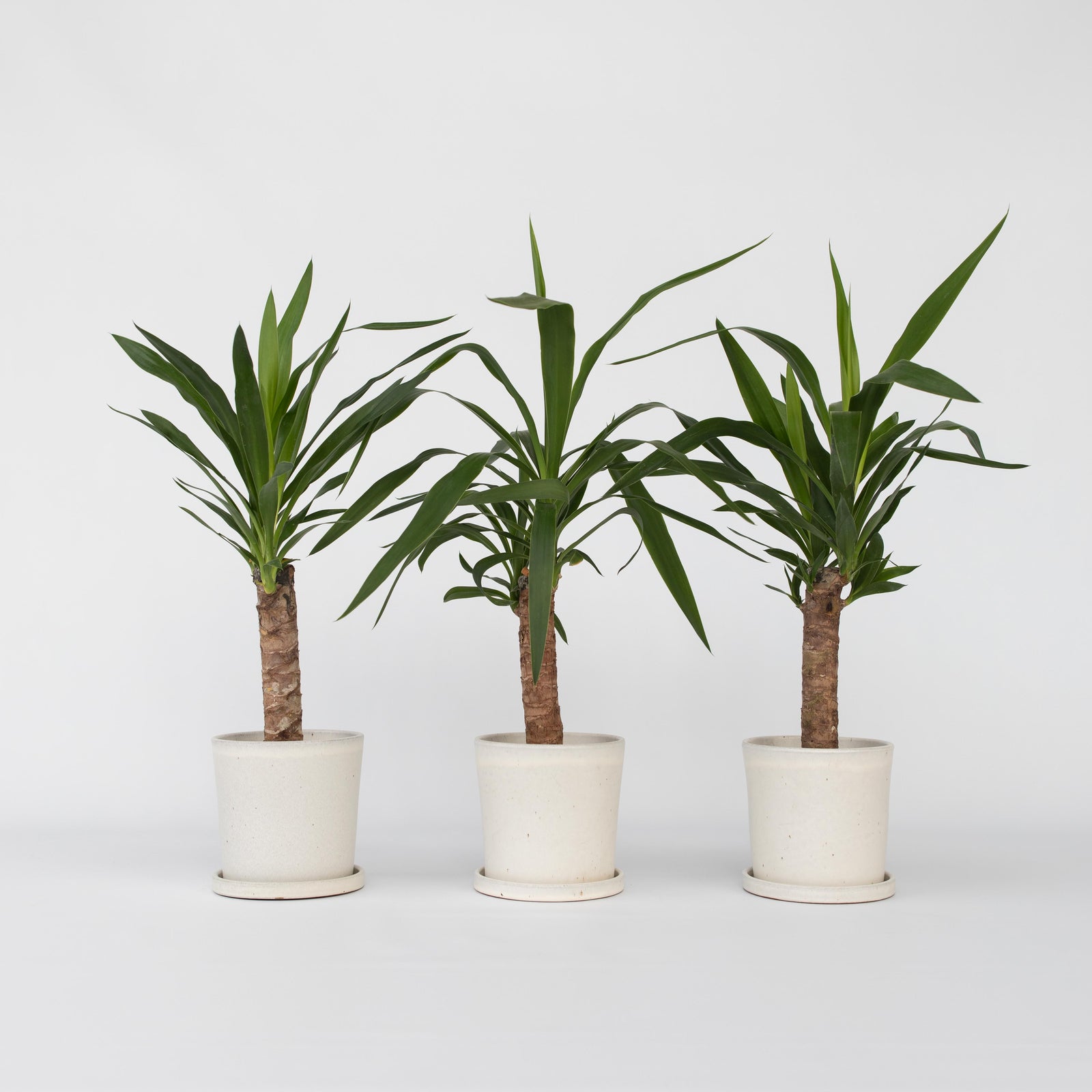 Common Yucca - 3 Pcs. - Yucca Elephantipes - Height 50-60cm - ⌀14cm | Set of 3 | Green