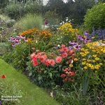 Mixed Perennial Cottage Garden Collection