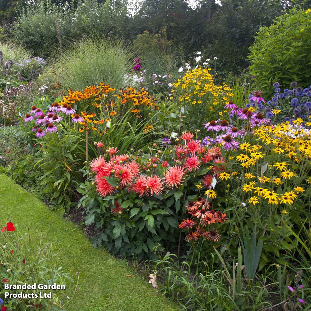 Mixed Perennial Cottage Garden Collection