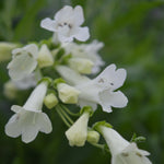 Penstemon Pensham Wedding Day - 9cm Pots | 1 x 9cm | White