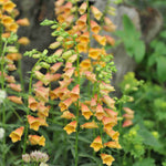 Shade Tolerant Border Perennial Collection - 2L garden ready pots. | Set-of-6 | Multi