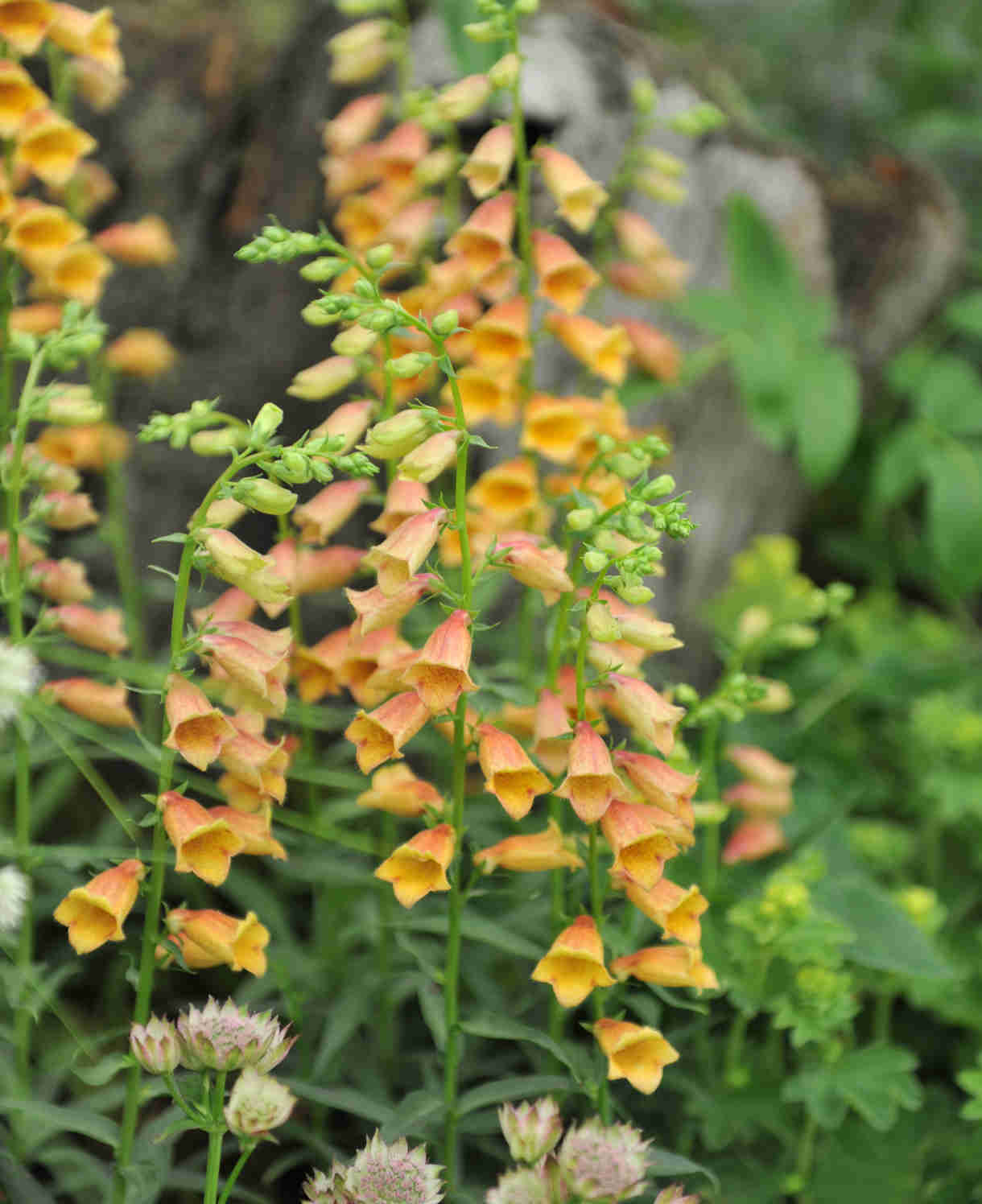 Shade Tolerant Border Perennial Collection - 2L garden ready pots. | Set-of-6 | Multi