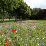Lawn Meadow Wildflower & Lawn Seed Mix | 350sqm