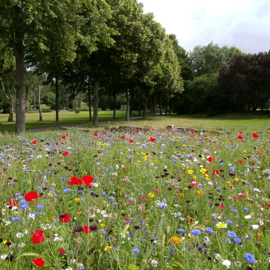 Lawn Meadow Wildflower & Lawn Seed Mix | 350sqm