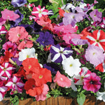 Summer Basket Collection 24 Plugs