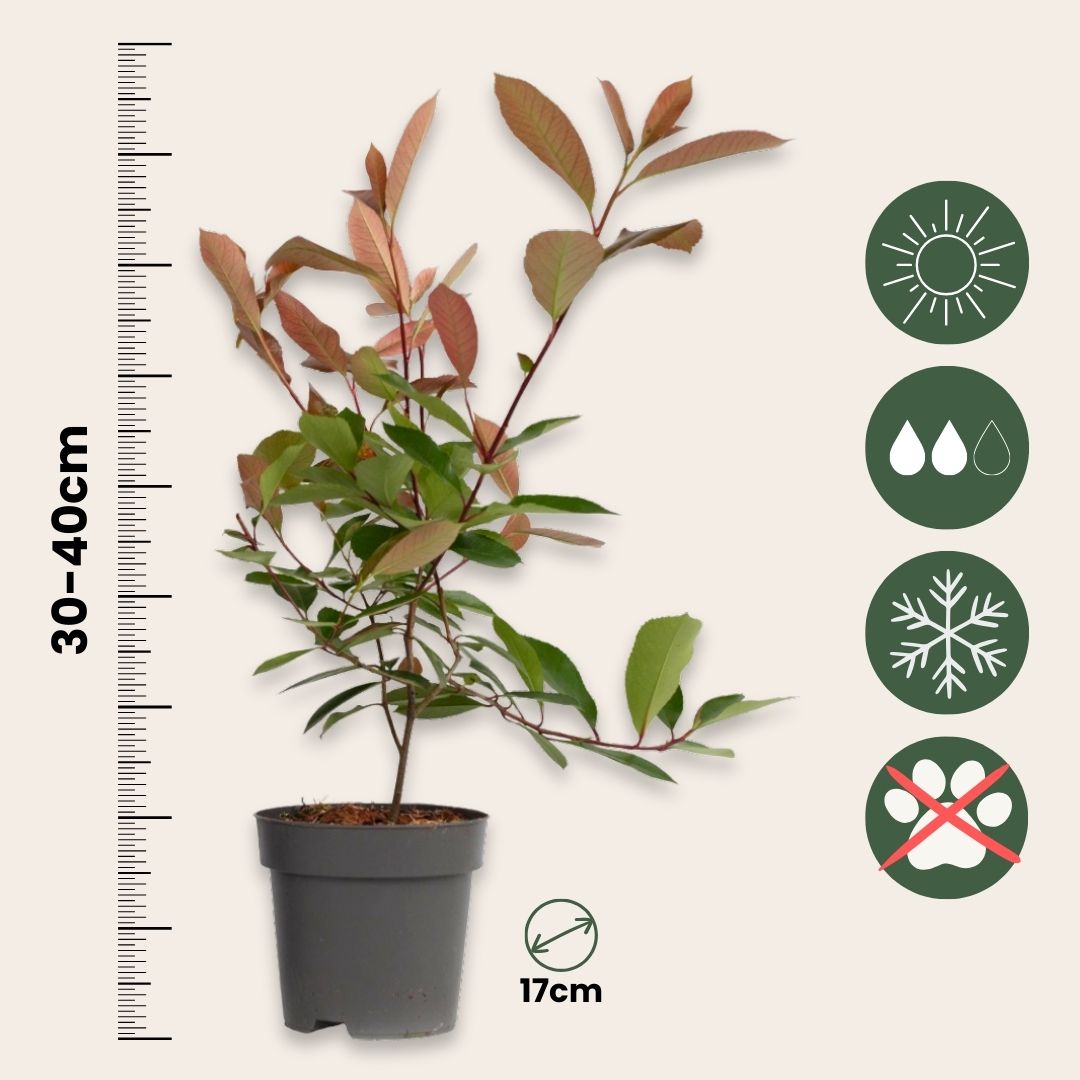 Christmas Berry - Photinia Fraseri 'red Robin' - Height 30-40cm - ⌀17cm | Set of 4 | Red