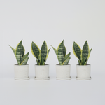 Snake Plant - 4 Pcs. - Sansevieria 'futura Superba' - Height 35-40cm - ⌀12cm | Set-of-4 | Green