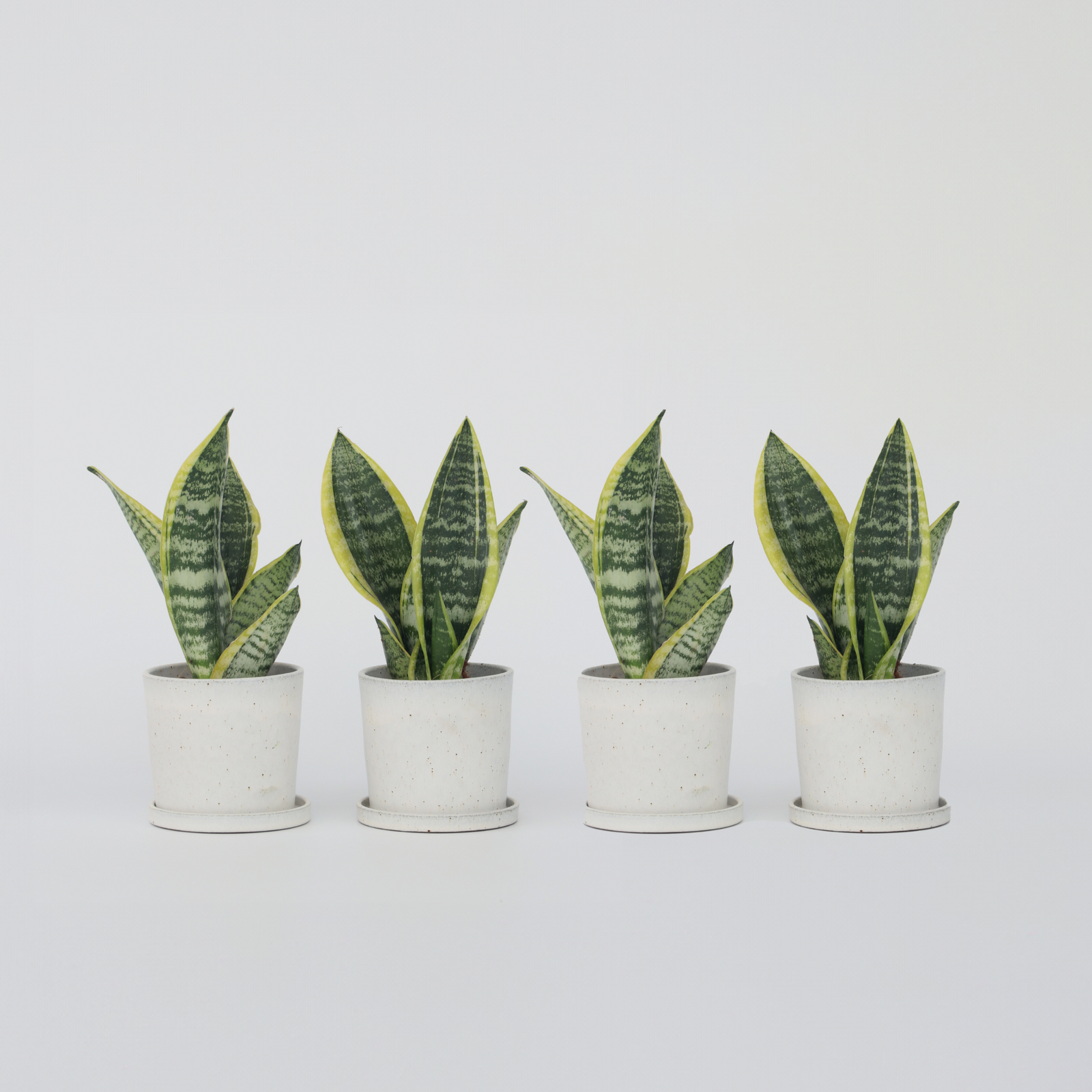 Snake Plant - 4 Pcs. - Sansevieria 'futura Superba' - Height 35-40cm - ⌀12cm | Set-of-4 | Green