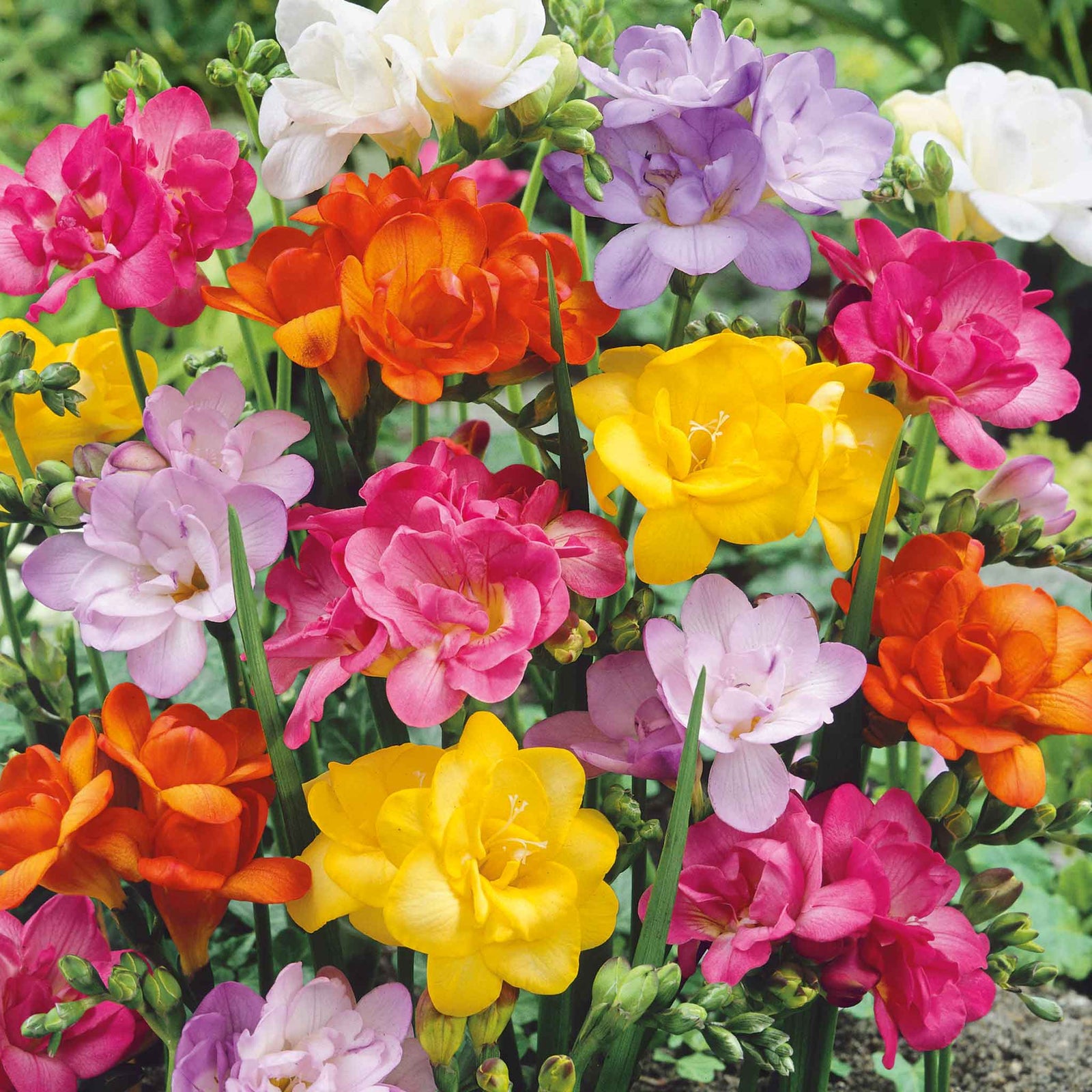 Freesia 'double Mix' Corms | 10 x Bulbs | Pink