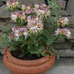 Dessert Delights Lonicera Duo | 2 x 3L | Pink