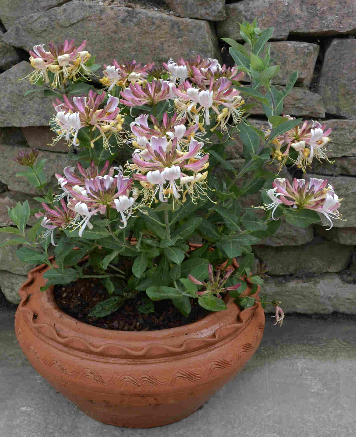 Dessert Delights Lonicera Duo | 2 x 3L | Pink