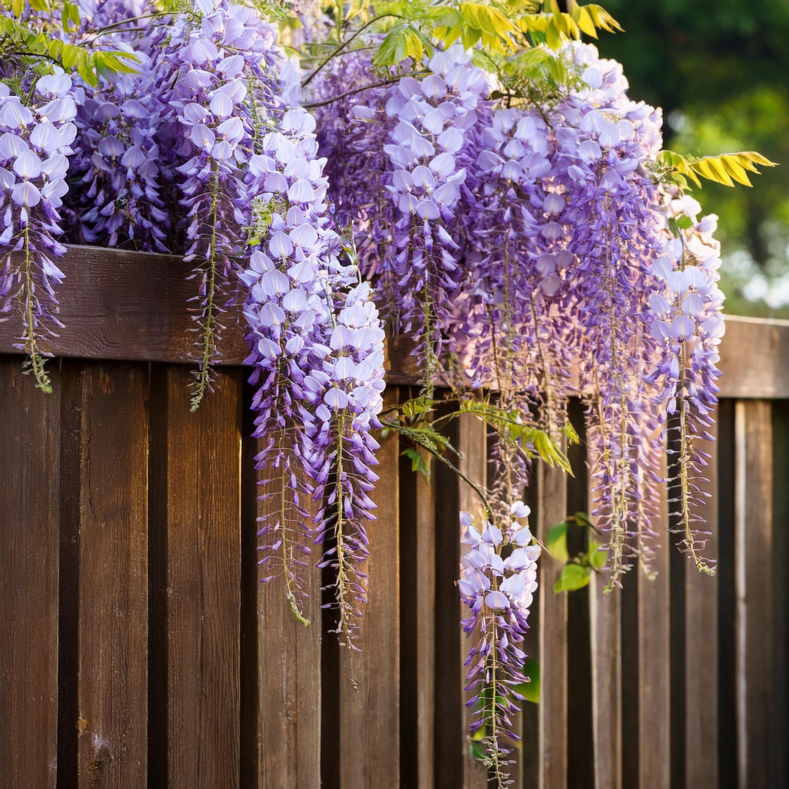 Chinese Wisteria -  Wisteria Sinensis - Height 25-40cm - ⌀9cm | Set of 6 | Purple