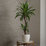 Dragon Tree - 2 Pcs. - Dracaena Deremensis 'janet Craig' - H60-70cm - ⌀17cm | Set of 2 | Green