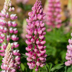 Cottage Garden Legends Lupin’ Collection - XL plug plants | 3 x Jumbo Plugs | Multi