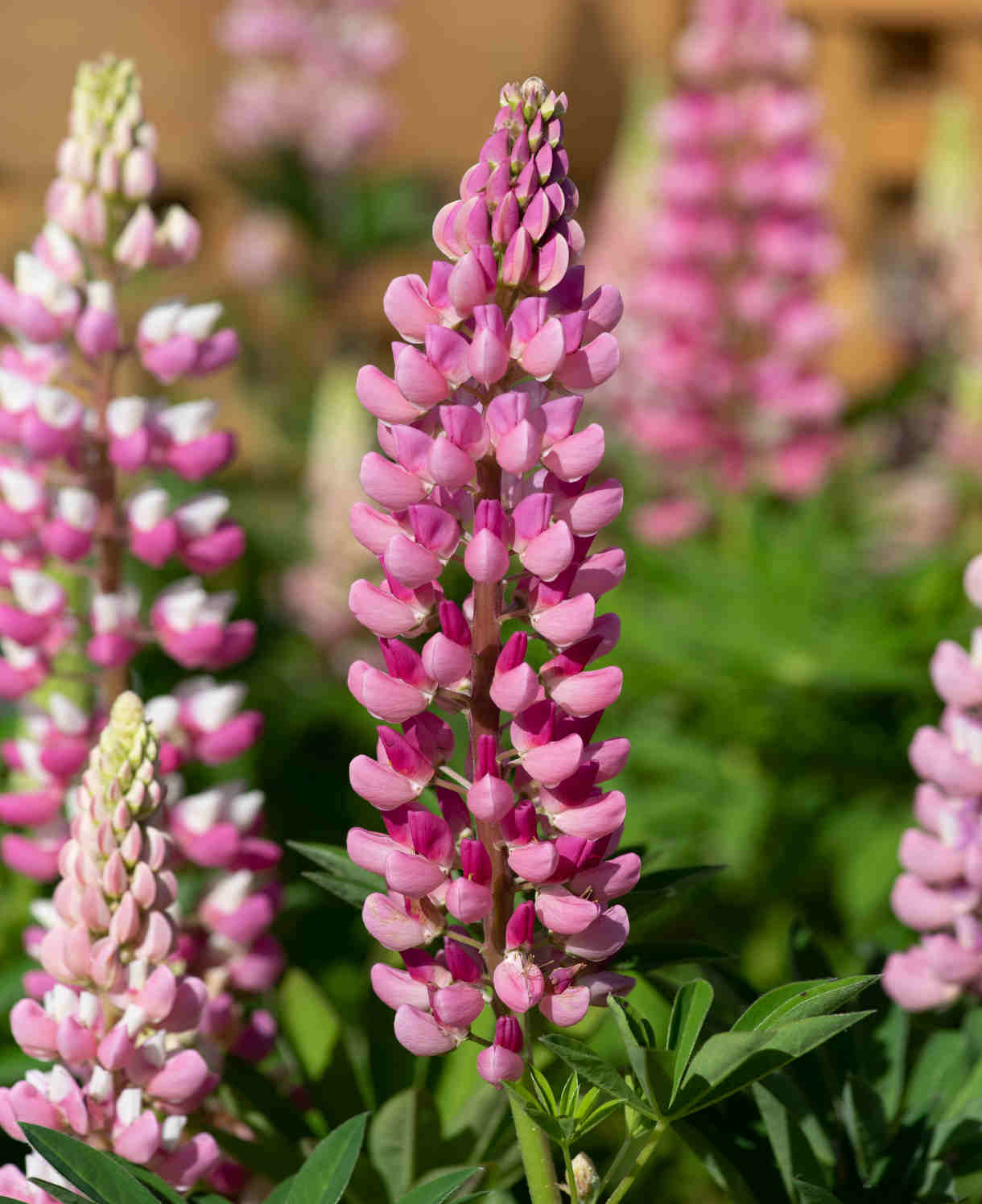 Cottage Garden Legends Lupin’ Collection - XL plug plants | 3 x Jumbo Plugs | Multi