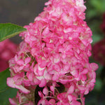Hydrangea Paniculata Fraise Melba - 9cm pots | 1 x 9cm | Pink & White