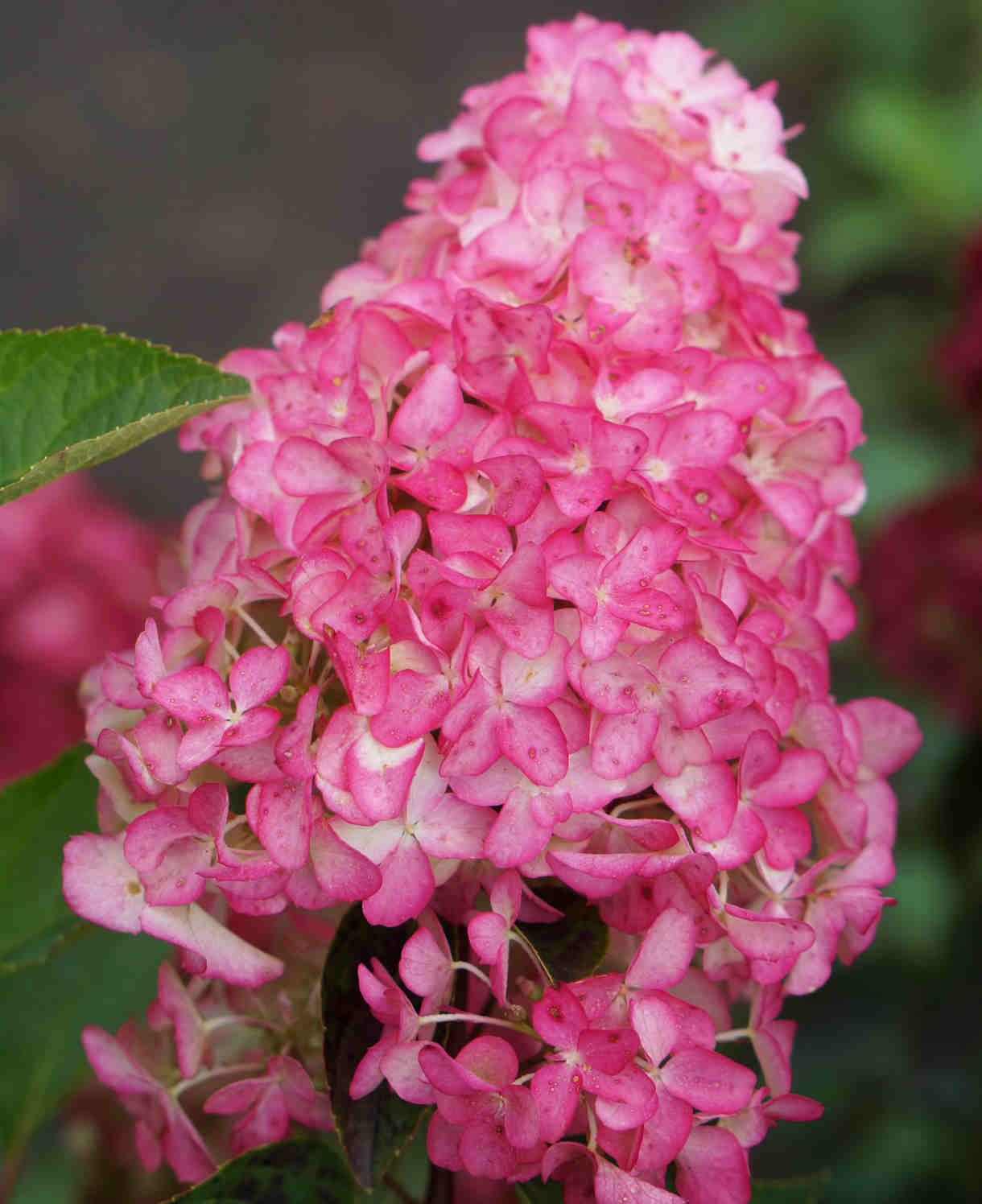 Hydrangea Paniculata Fraise Melba - 9cm pots | 1 x 9cm | Pink & White
