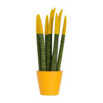 Snake Plant Velvet Touch - Sansevieria Cylindrica - Height 20-40cm - ⌀9cm | Yellow