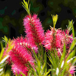 Callistemon Collection - A Set Of 3 Bottlebrush Plants In 9cm Pots
