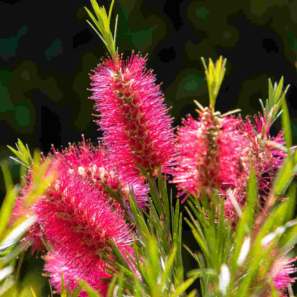 Callistemon Collection - A Set Of 3 Bottlebrush Plants In 9cm Pots