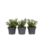 Evergreen Shrub - 3 Pcs. - Hebe All Blooms 'siara' - Height 30-35cm - ⌀13cm | Set of 3 | Blue