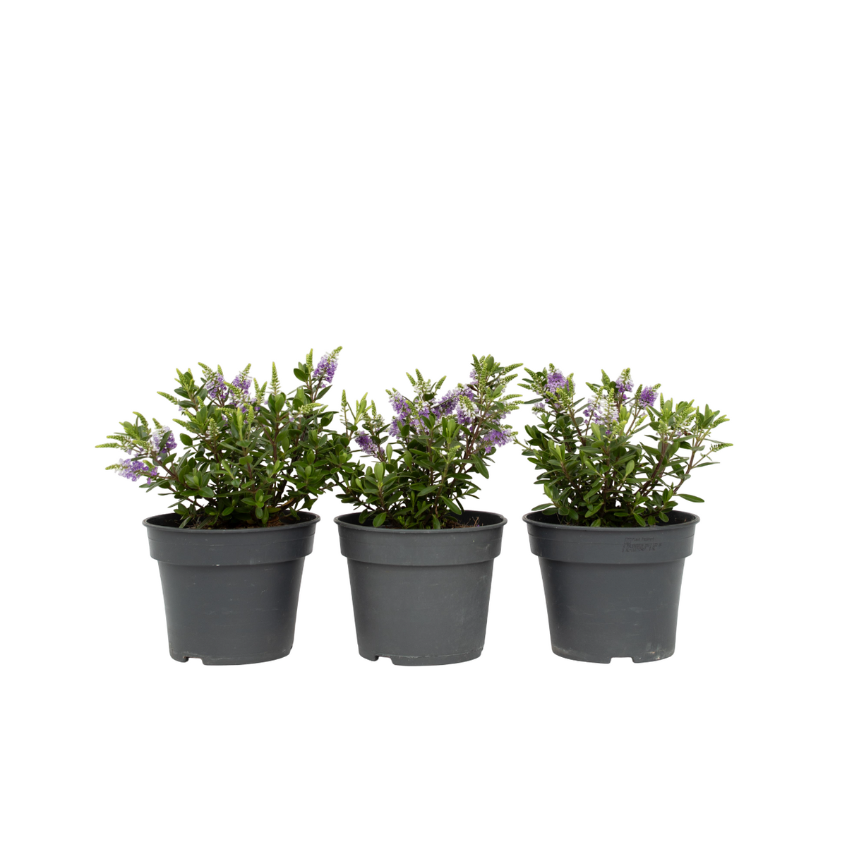 Evergreen Shrub - 3 Pcs. - Hebe All Blooms 'siara' - Height 30-35cm - ⌀13cm | Set of 3 | Blue