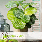 Prayer Plant - Calathea 'orbifolia' - Height 55-60cm - ⌀21cm | Set of 1 | Green