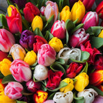 Tulip 'darwin Mixed' Bulbs | 16 x Bulbs